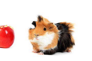 adorable guinea pig pet with apple on a white background