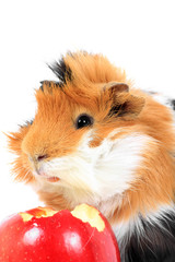 adorable guinea pig pet with apple on a white background