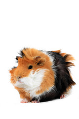 adorable guinea pig pet on a white background