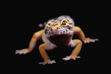 eublepharis macularius