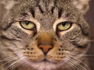 Großkatze