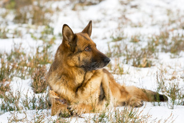 German Sheepdog