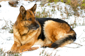 German Sheepdog