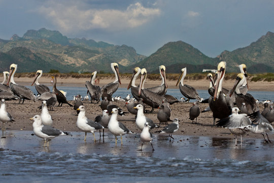 pelican & seagull convention