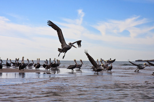 pelican and seagulls in flight