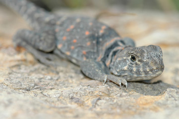 Coloard Lizard