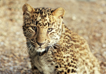 leopard