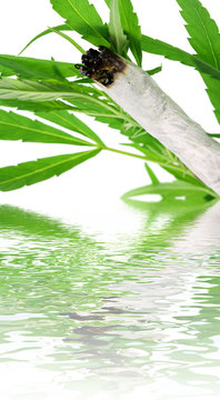 cigarette herbe verte cannabis, chanvre indien