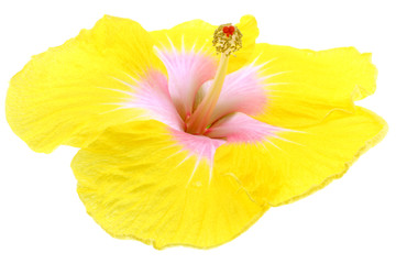 hibiscus jaune fond blanc