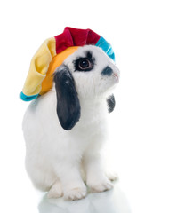 Cute easter rabbit close-up isolated on a white