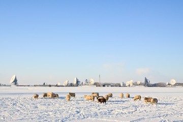 Sheep in front of communication dishes