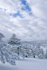 Winter landscape