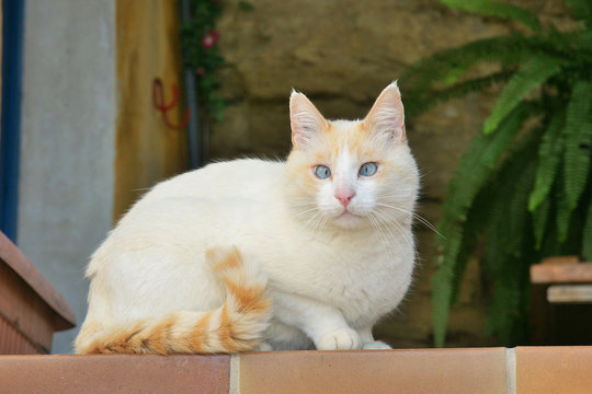 Strabisme