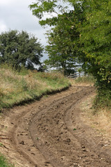 Fototapeta premium country road