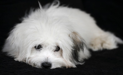 coton de tulear