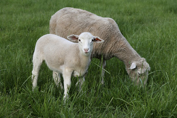 Naklejka na ściany i meble Sheep in pasture 1