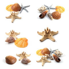 seashells