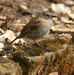 Portrait of a Dunnock