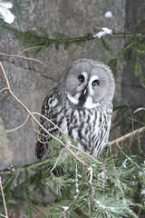 Vieil Hibou