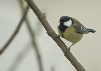 Fototapeta premium mésange charbonnière