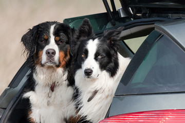 Chiens en voiture