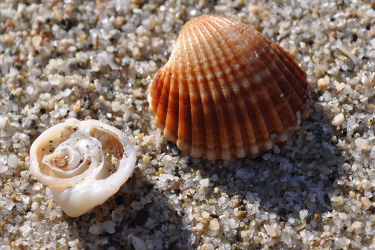 cochiglia