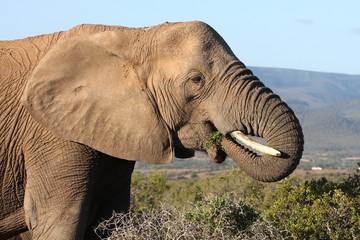 Fototapeta na wymiar African Elephant Eating