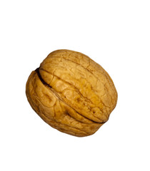 Walnut