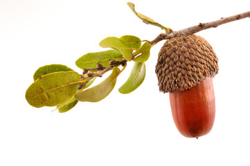 Acorn