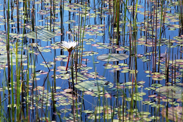 WaterLilly in the Delta