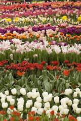 Fototapeta premium Tulip Assorted