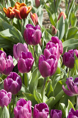 Tulip Assorted
