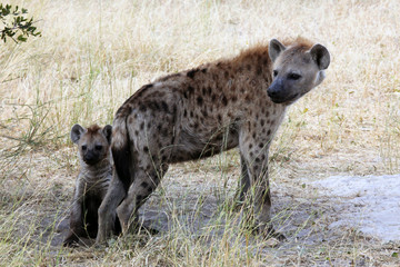 Spotted Hyenas in the Kalahari