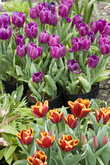 Tulip Assorted