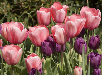 Tulip China Pink