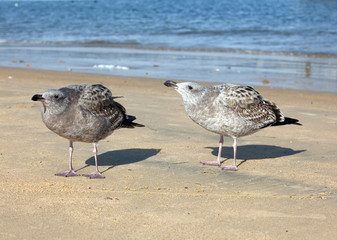 Sea gulls