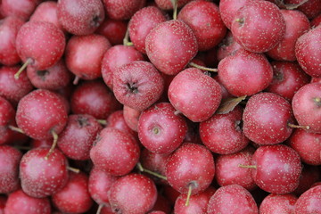 Hawthorn