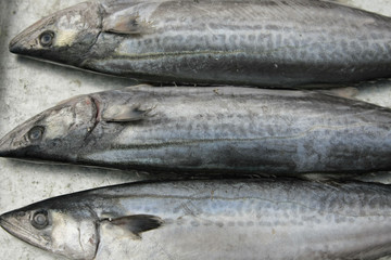 新鲜的鱼被隔绝在白色背景