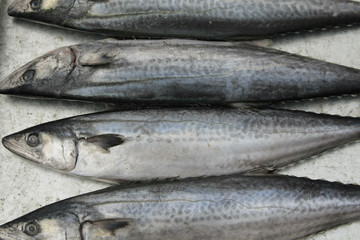 新鲜的鱼被隔绝在白色背景