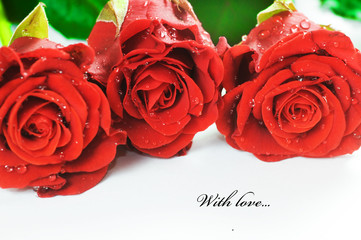 Red fresh roses on white