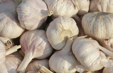 garlic close－up