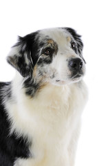 portrait plein de douceur d'un berger australien blue merle