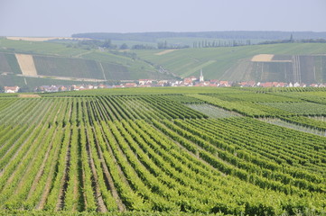 Fototapeta na wymiar Winnice w pobliżu Nordheim
