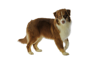 Obraz premium berger australien de profil prêt à démarrer sa course