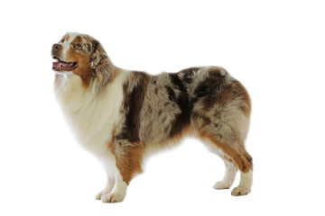 berger australien de profil sur fond blanc,t&ecirc;te lev&eacute;e