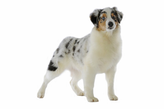 224 Best Bleu Merle Images Stock Photos Vectors Adobe Stock