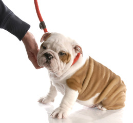 hand reaching down to pet an english bulldog puppy on leash