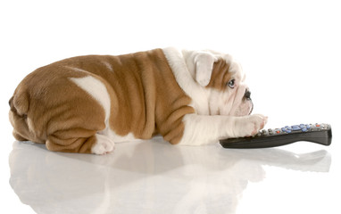 dog with remote control - english bulldog nine weeks old