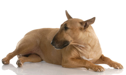 female bull terrier - color is red smut - 3 years old