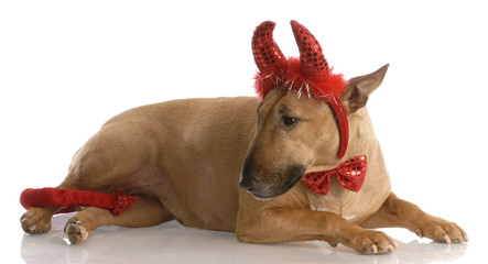 bad dog - red smut bull terrier dressed up as a devil